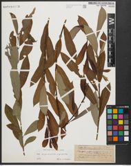 Foto von Salix appendiculata Vill. x Salix purpurea L.